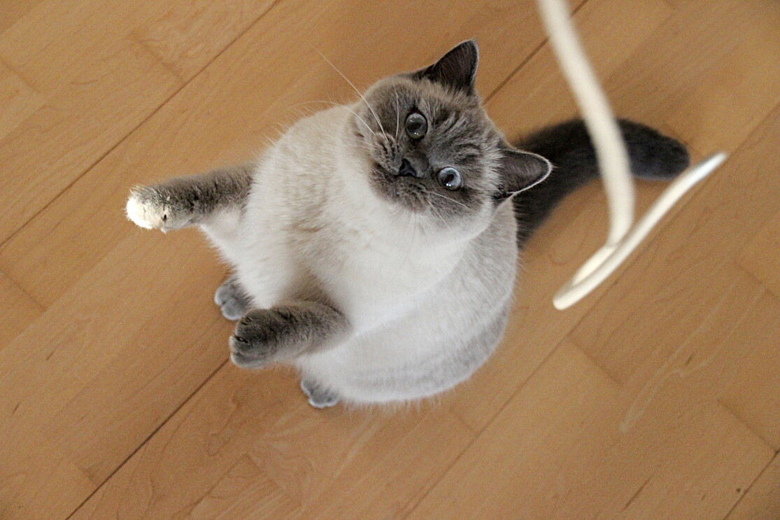 Bild von einer Katze, die nach oben springt 