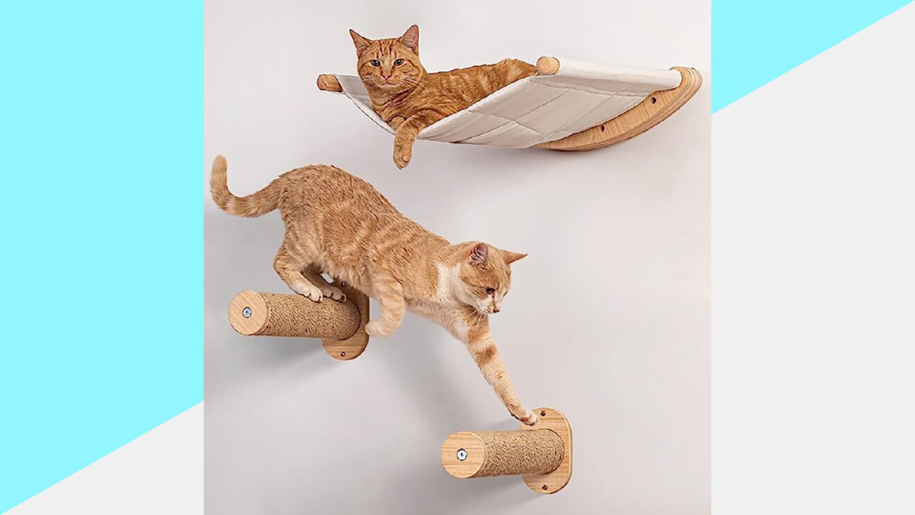 Prime Day 2023 live blog best deals: two orange tabby cats, one playing while the other lies in a hammock.