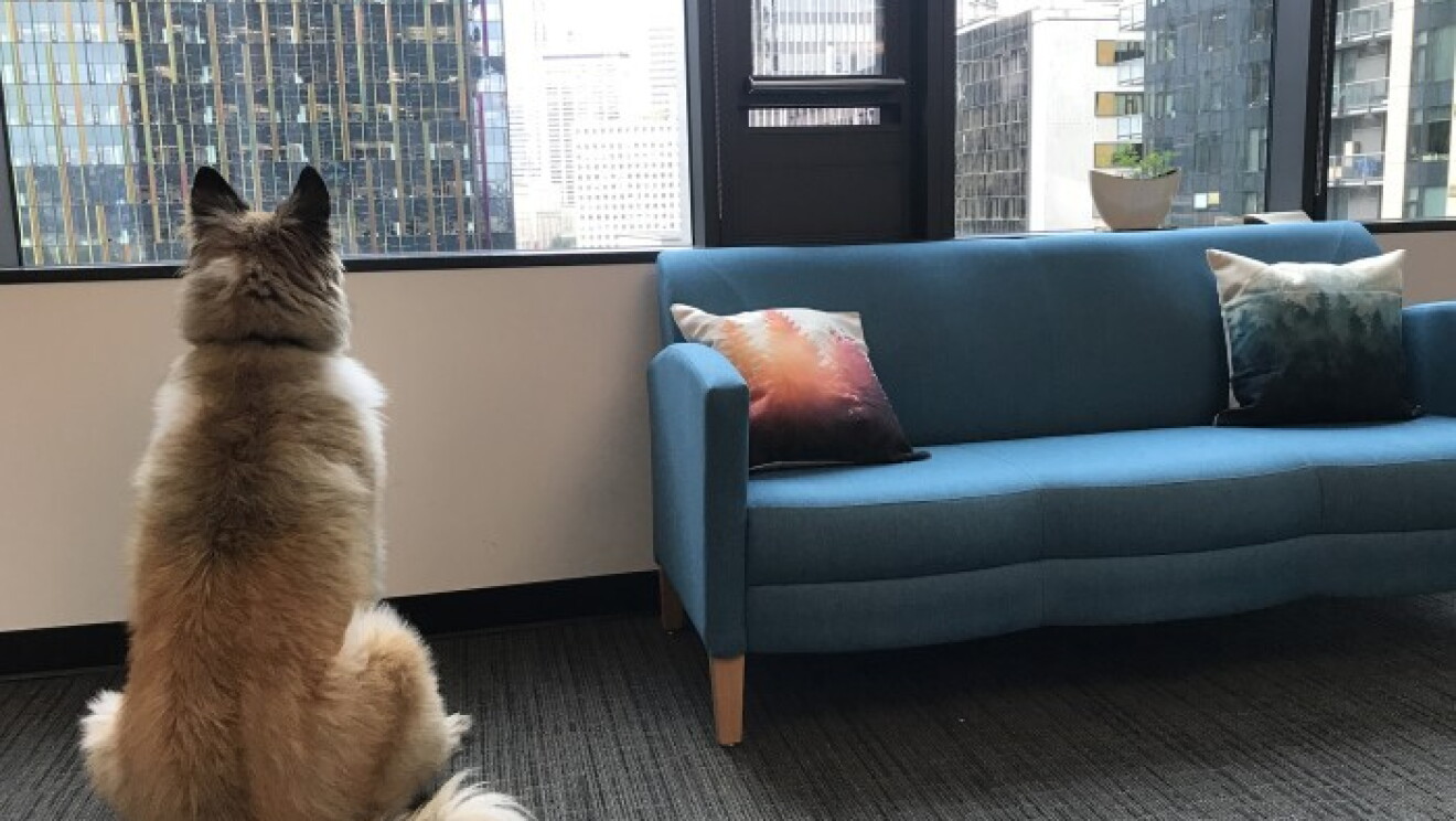 Amazon dogs