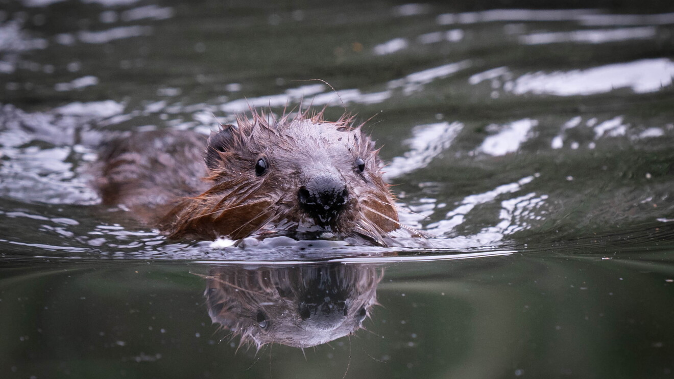 Happy beaver back in Ealing. 