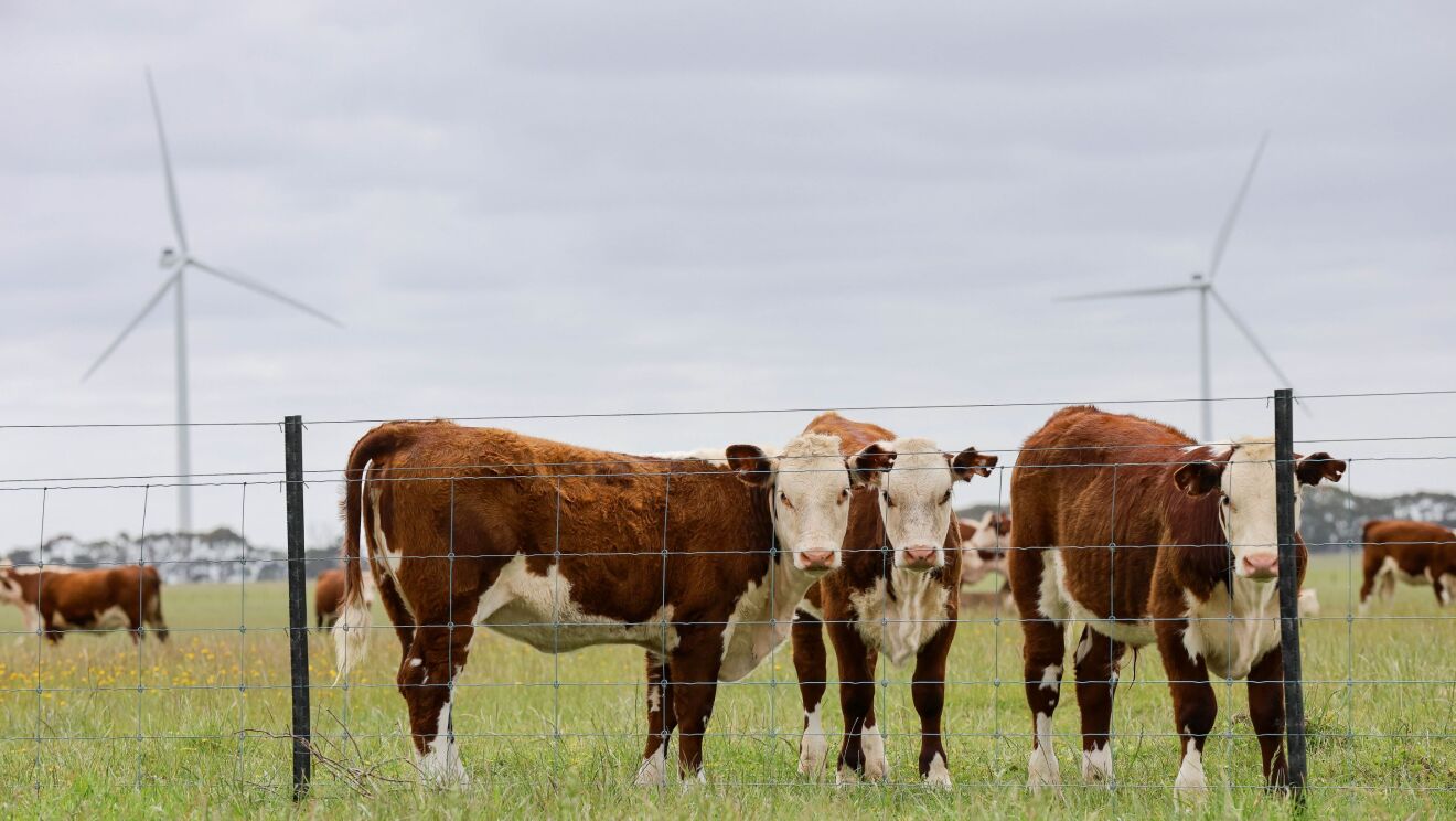 Hawkesdale Wind Farm