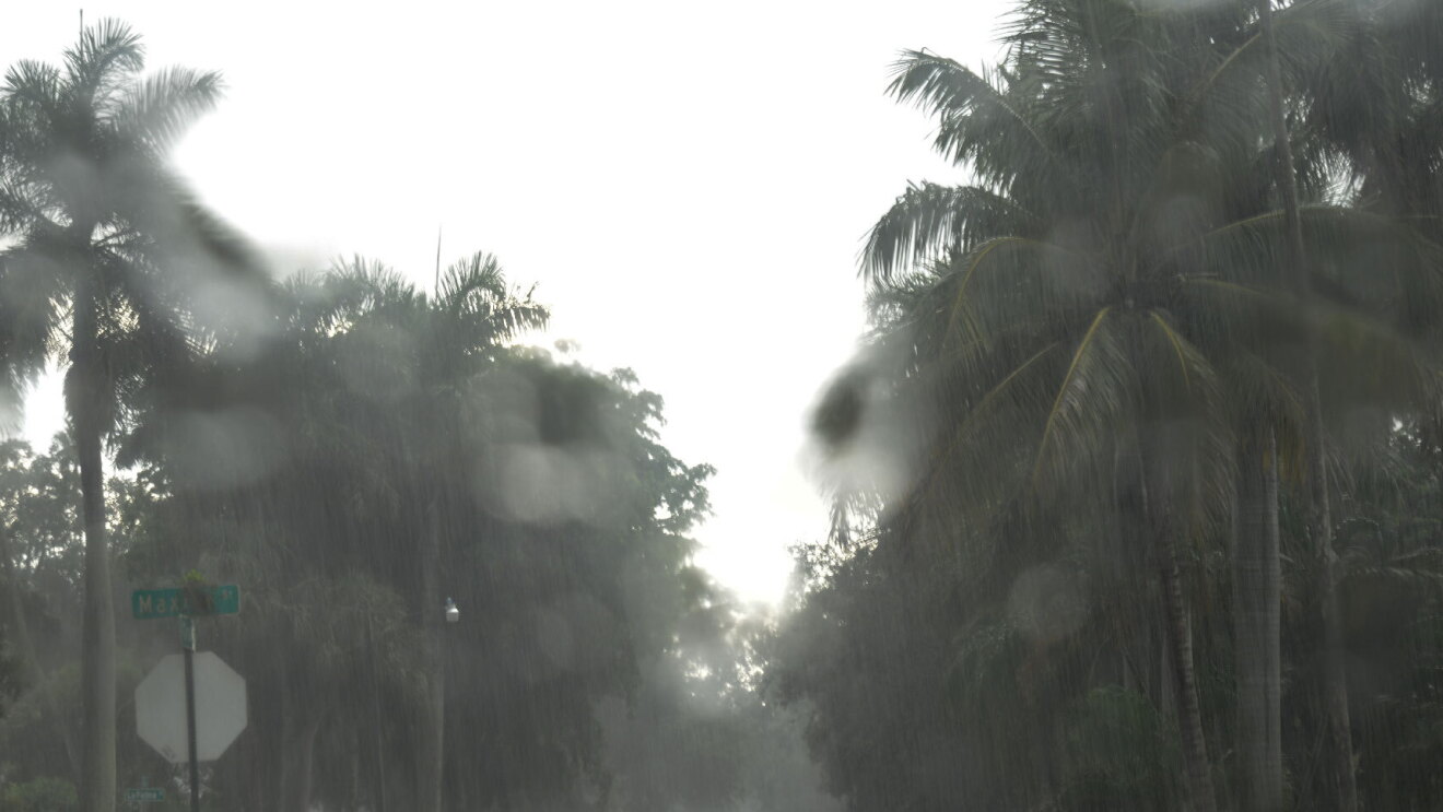 A file photo from 2017 showing rain-soaked palm trees during a hurricane