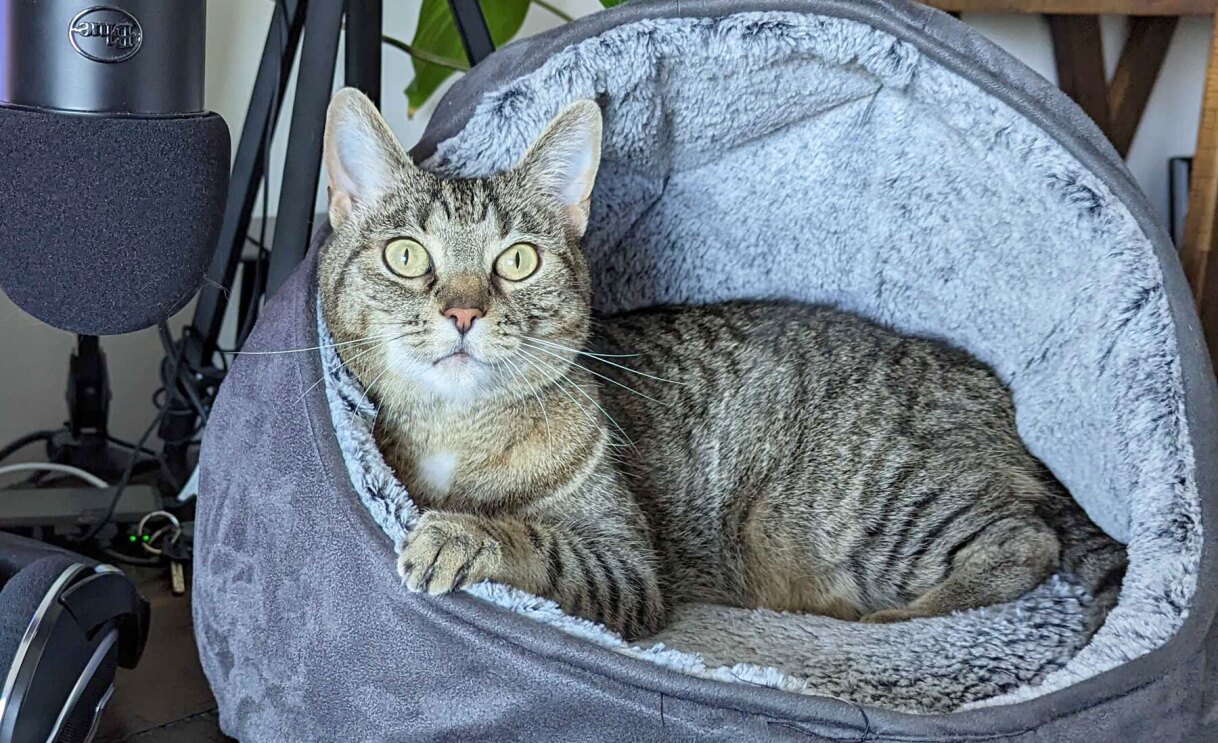 An image of a cat looking at the camera.