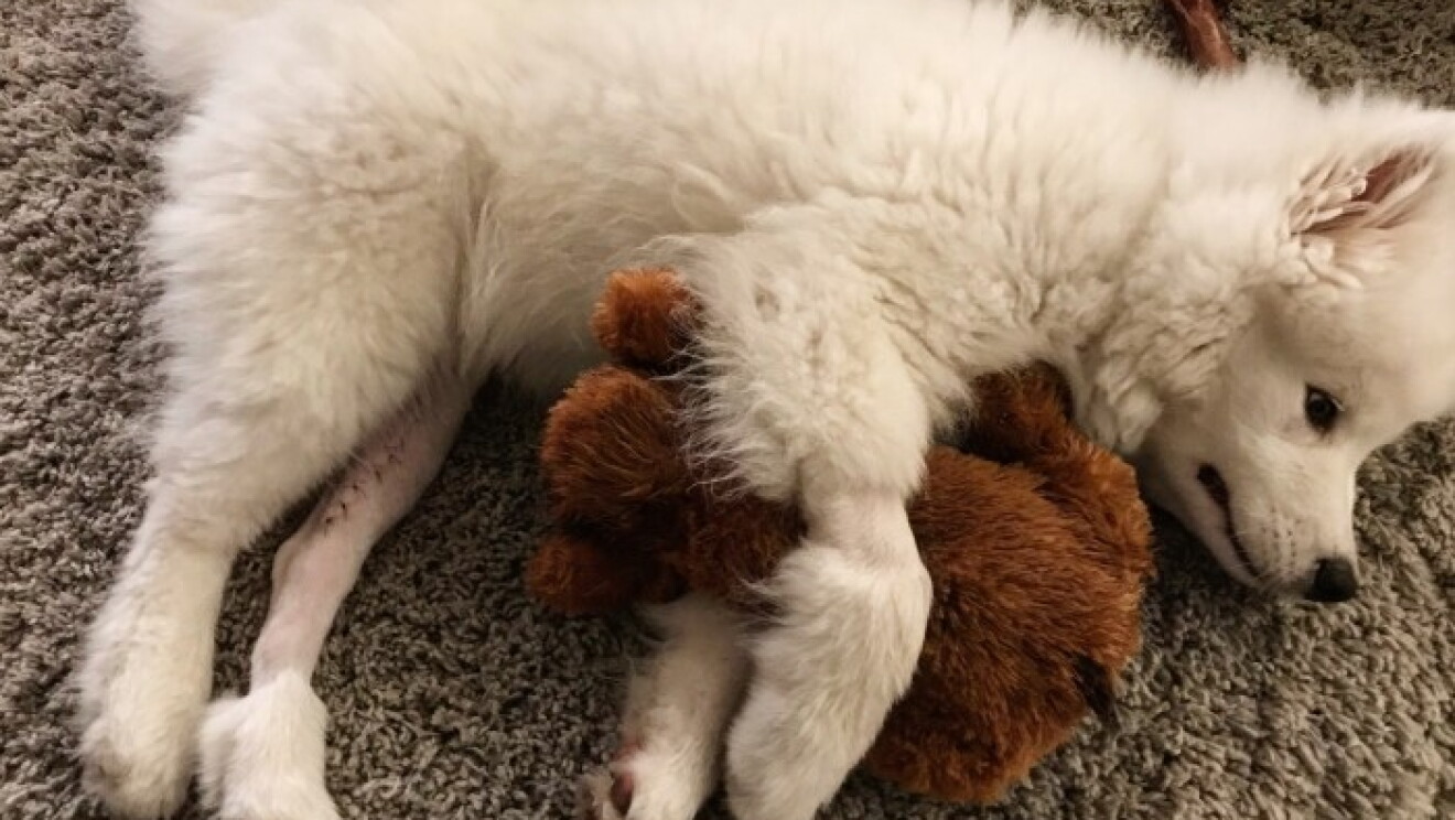 Amazon dogs
