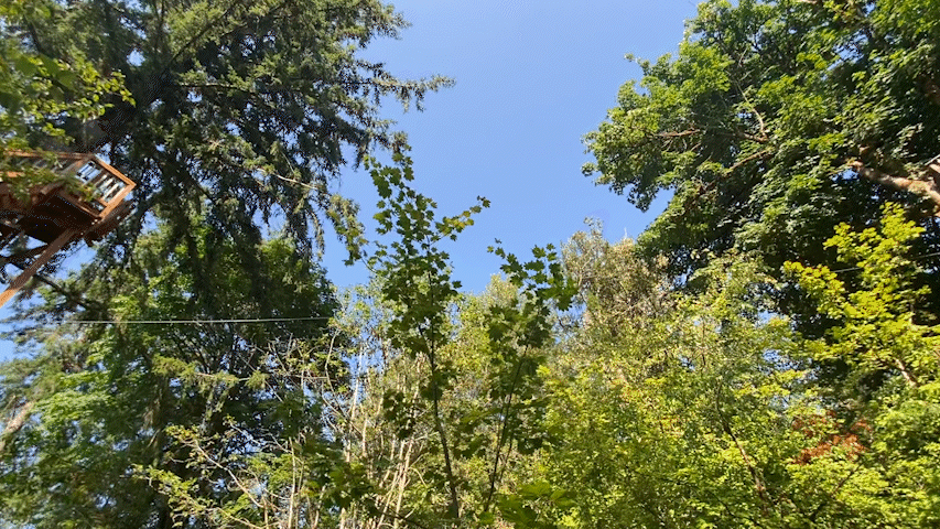 Panning shot of a residential space attached to a tall tree.