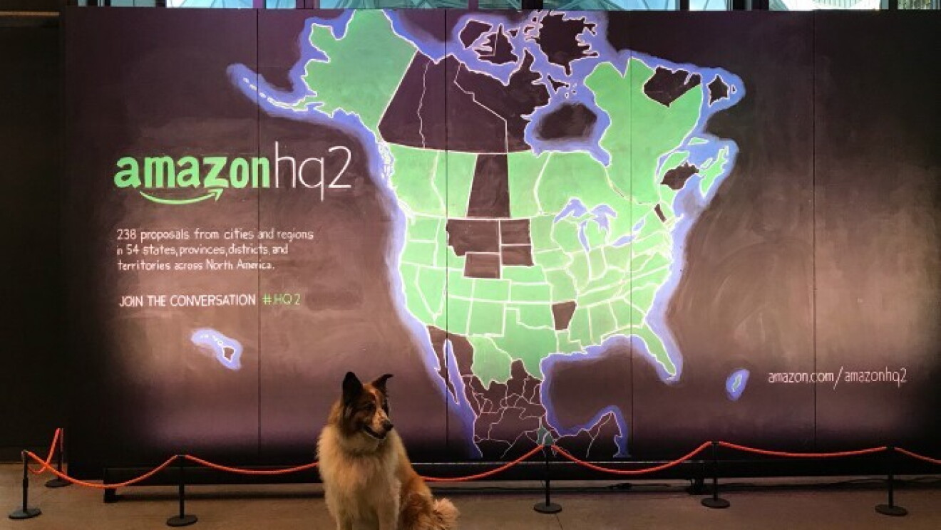 Amazon dogs