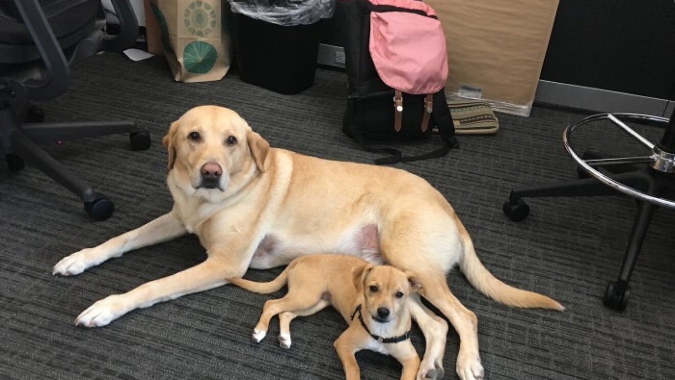 Amazon dogs