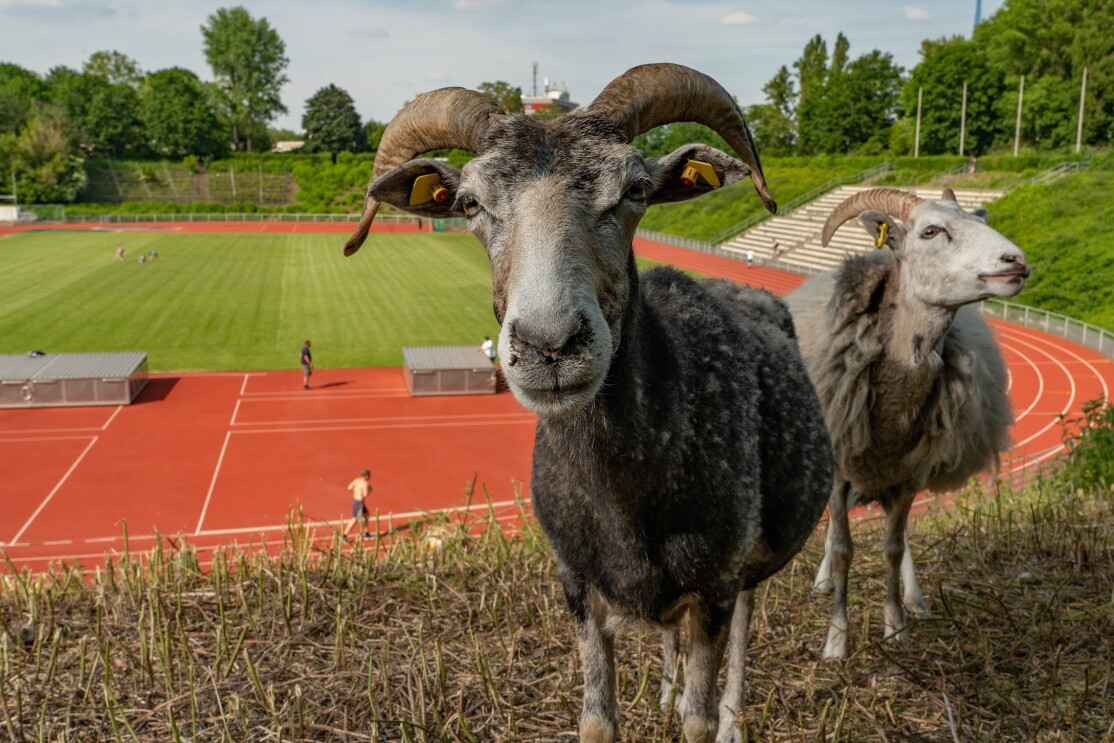 Weidende Schafe