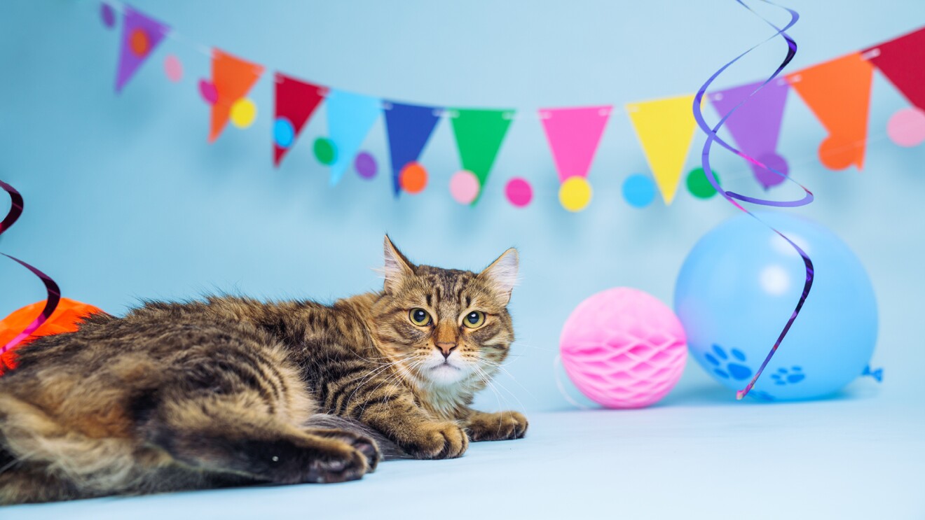 一只猫放下聚会装饰和五颜六色的彩带。