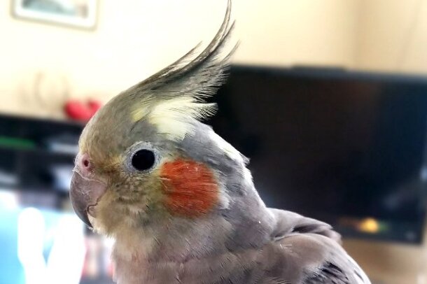 love_your_pet_D._V534017241_.jpg