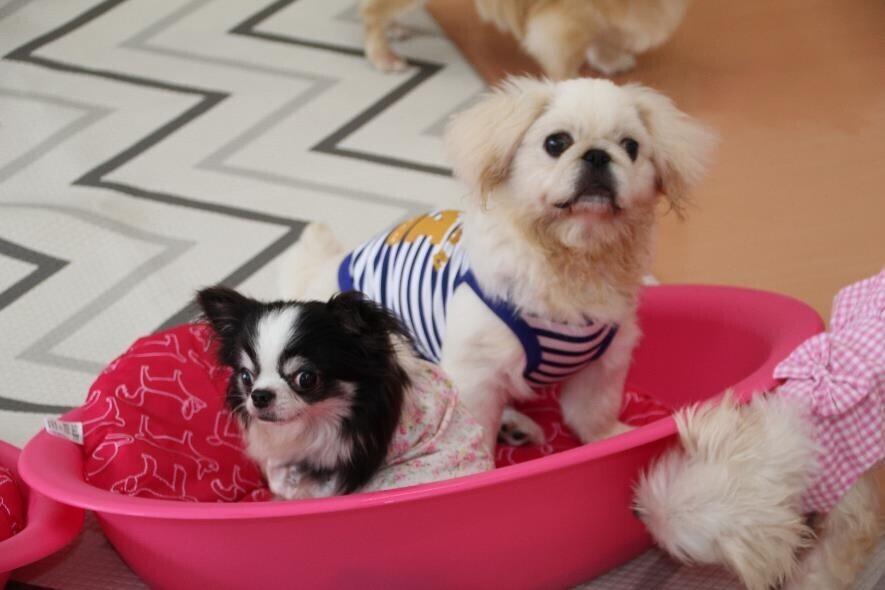 保護施設で暮らす犬猫を「ほしい物リスト」で支援