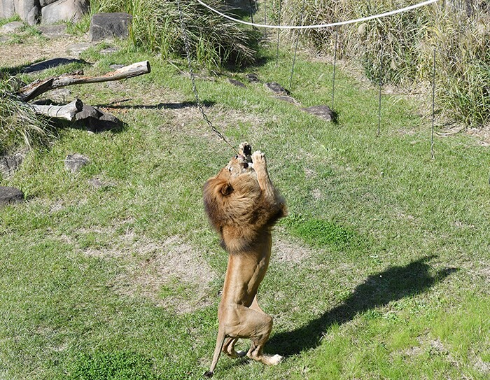 「ほしい物リスト」でつながる応援する心：千葉市の試み