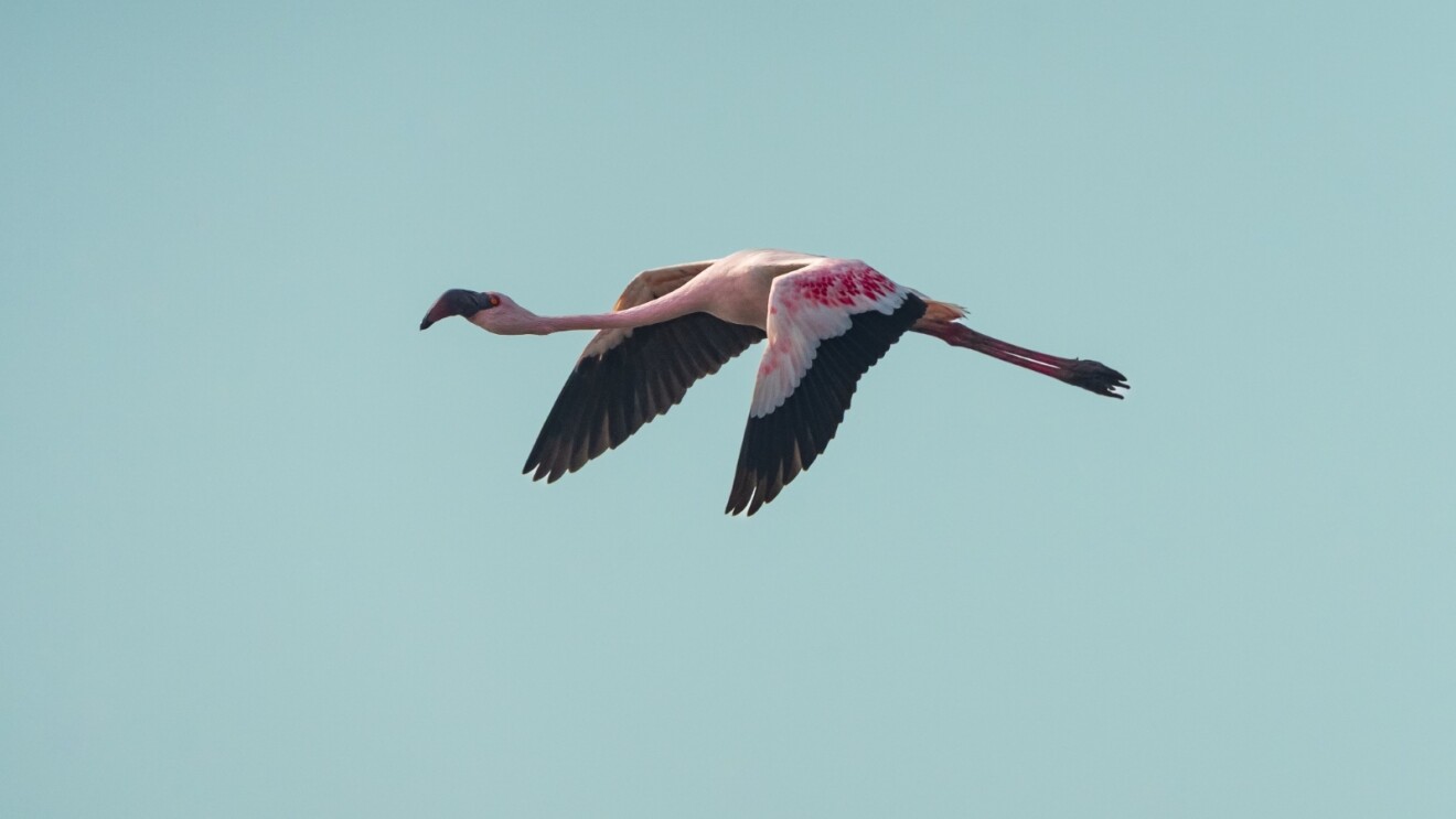 A close up picture of a pink flamingo with a black beak and black shades on its wings, flying in the air.