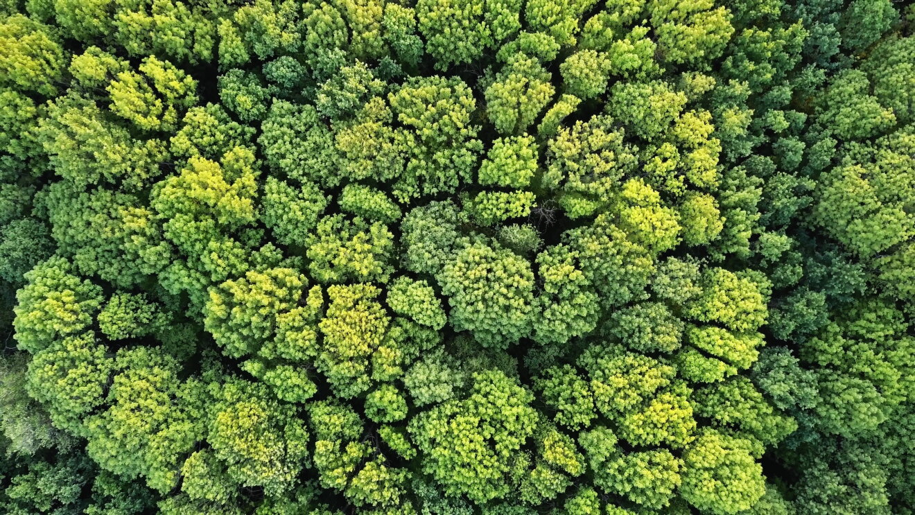 Wälder von oben.