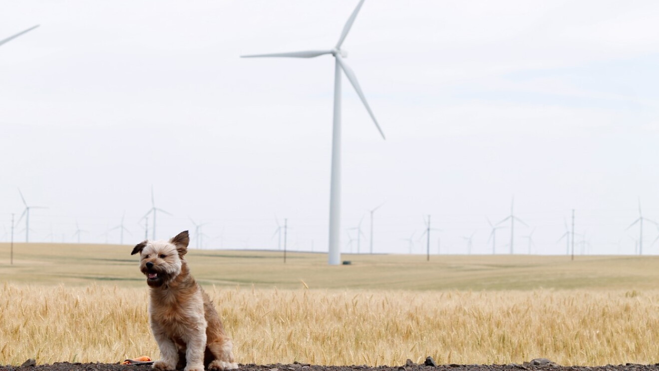 Dog at wind farm