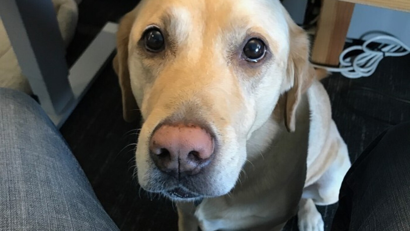 Amazon dogs