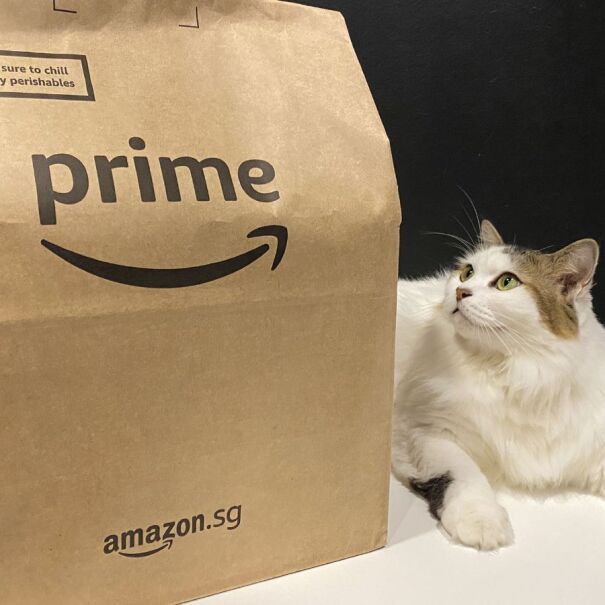 A cat with a brown Prime paper bag from Amazon.sg.