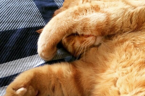 love_your_pet_L._V533992518_.jpg