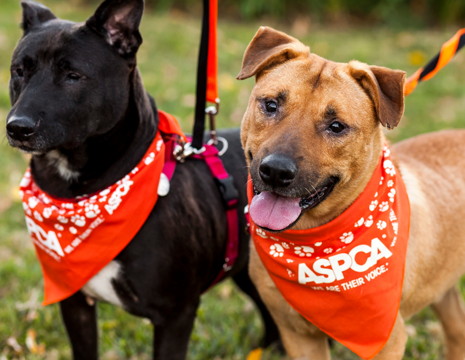 AmazonSmile has donated $215 million to non-profits