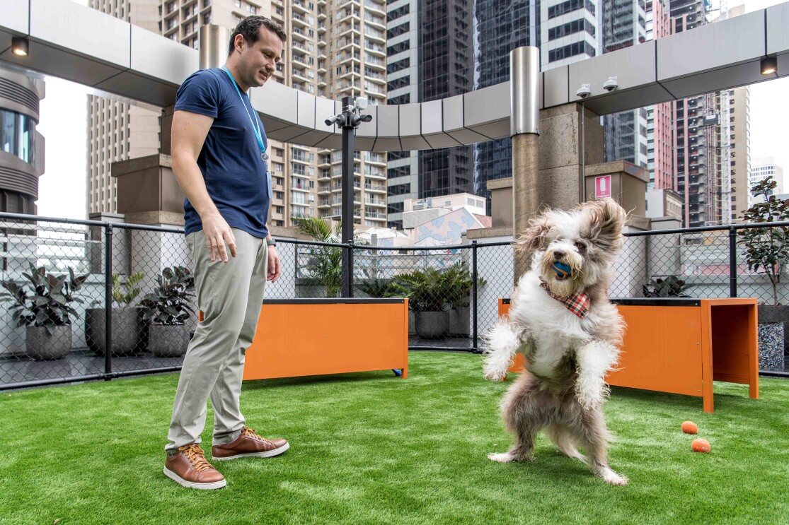 Amazonian playing fetch with his dog at the new Sydney dog playground