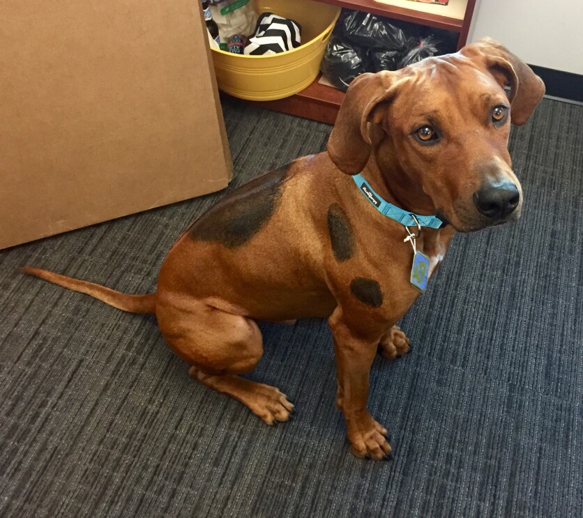 Dogs of Amazon - Halloween Scooby Do