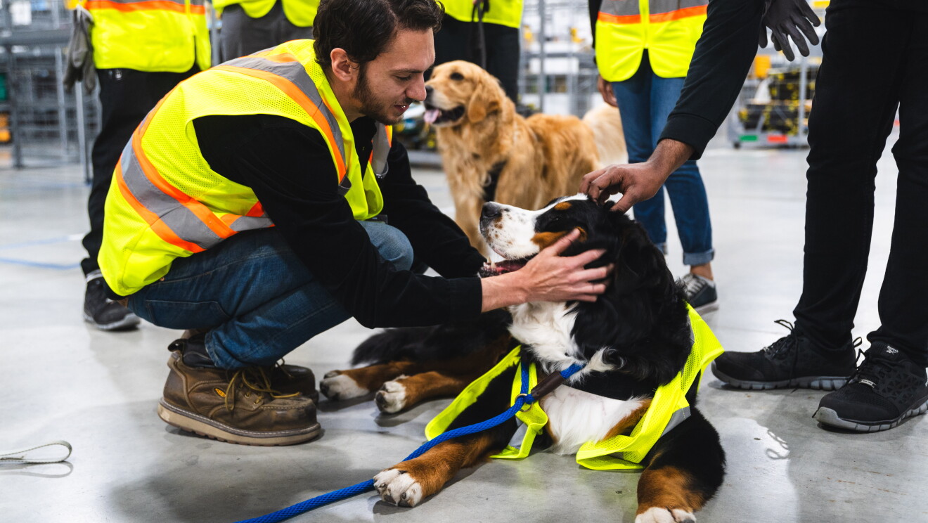 Amazon x DVV2 HERO DAWGS