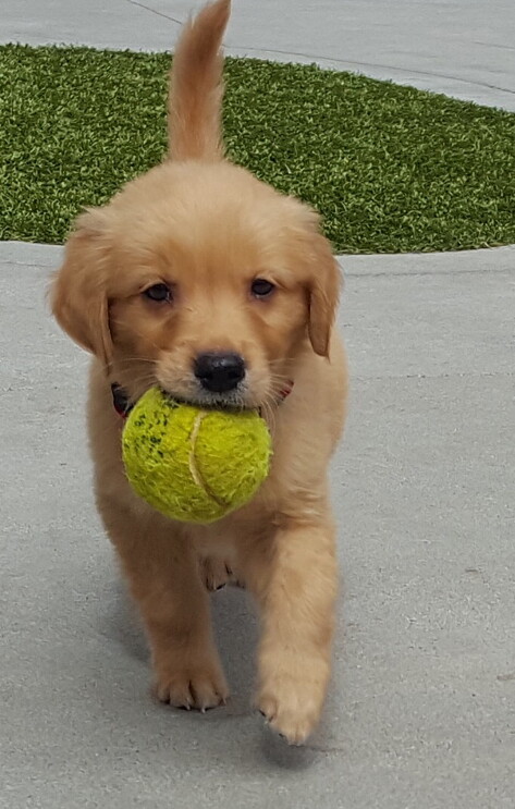 Dogs of Amazon - puppy with ball