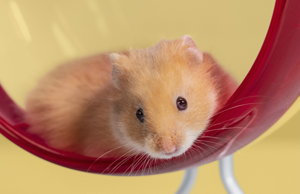 An image of a small orange mouse in a red hampster wheel.