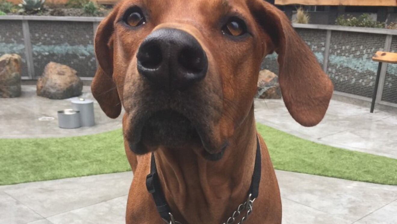 Amazon dogs