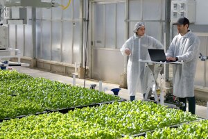 An image of an employee working at a Hippo Harvest greenhouse. 