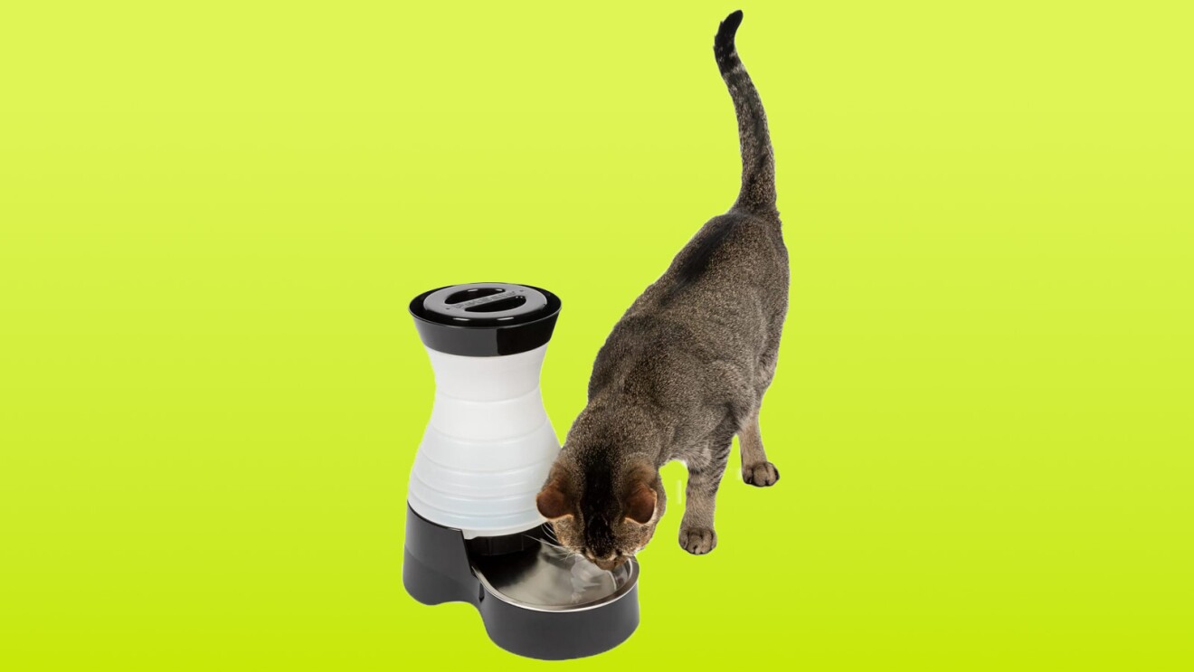 Cat drinking from automatic water dispenser on bright green background