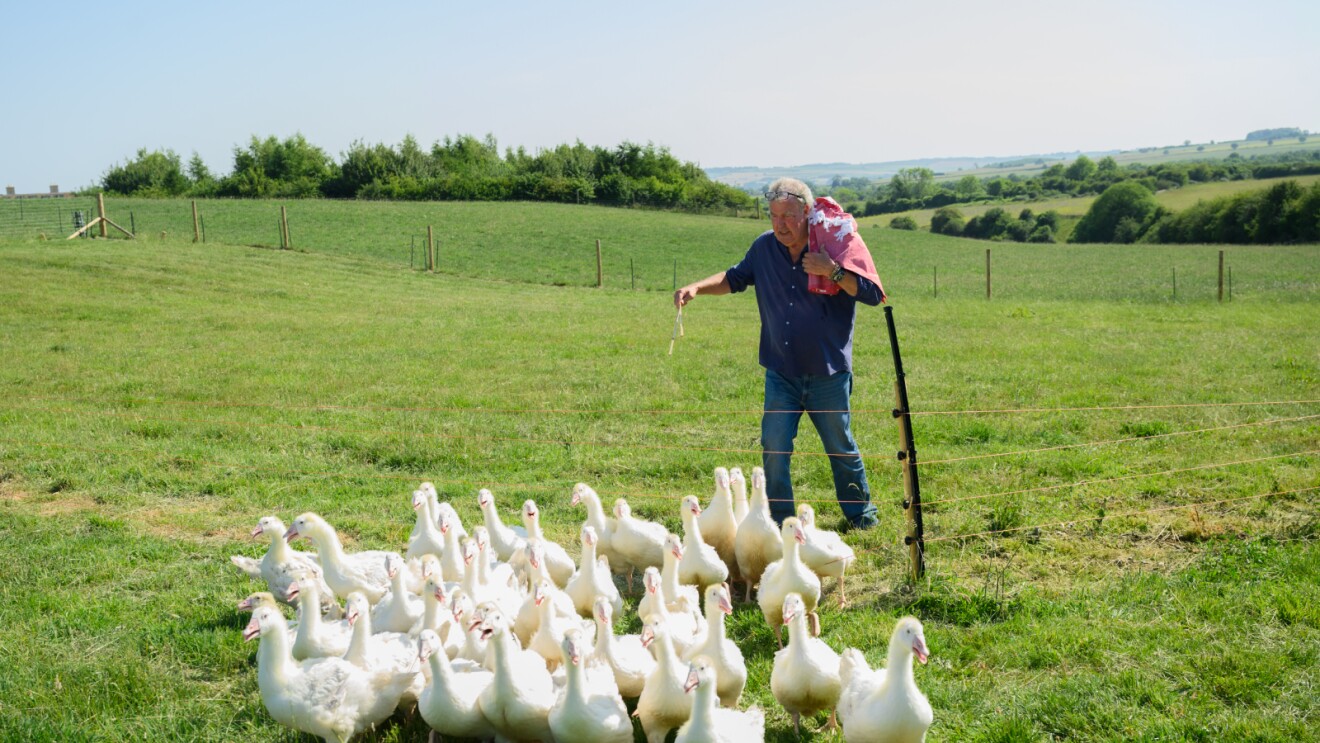 Man feeding flock of white geese in green pasture