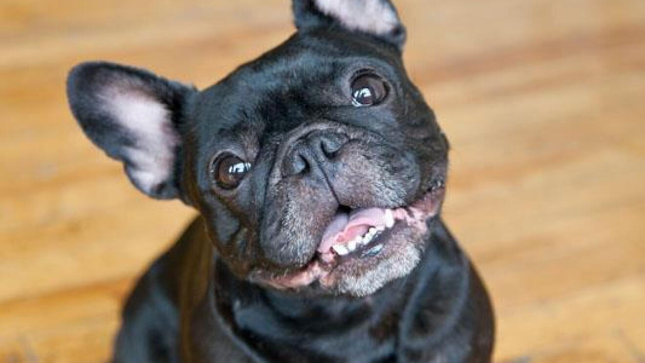 A brindle French Bulldog (Louis) smiles at the camera while sitting on a weathered hardwood floor.
