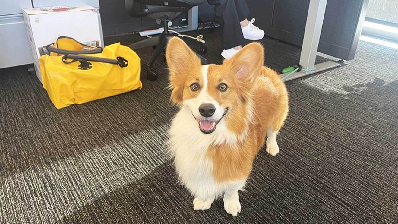 An image of a corgi at an Amazon office in Culver City, Los Angeles