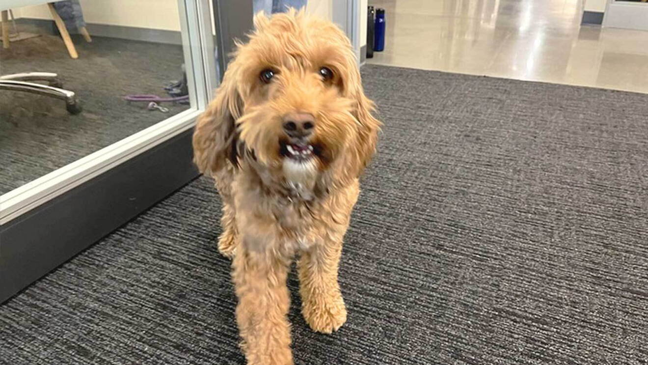 An image of a large, light tan dog with curly hair at an Amazon office.
