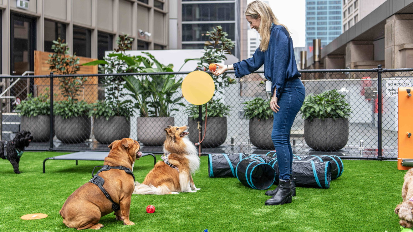 Two dogs waiting to catch a ball at the new Amazon Sydney dog playground