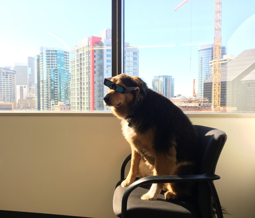 A dog in a chair sits next to a window in the sunshine. She is wearing sunglasses.
