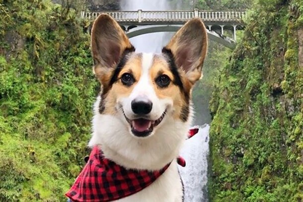 A Pembroke Welsh Corgi wears a buffalo check neck tie and poses in front of a huge waterfall surrounded by greenery.