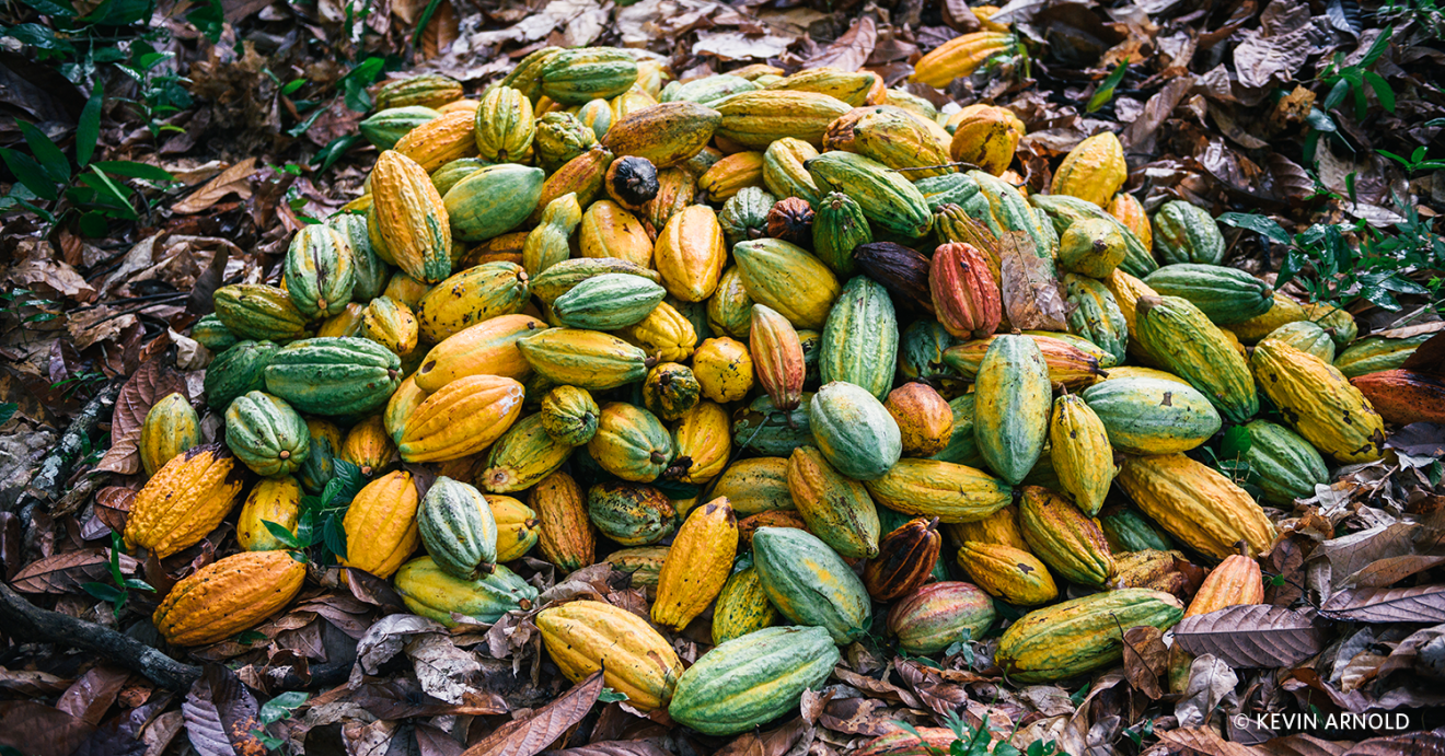 A large pile of ripe pods containing cocoa beans await harvesting.