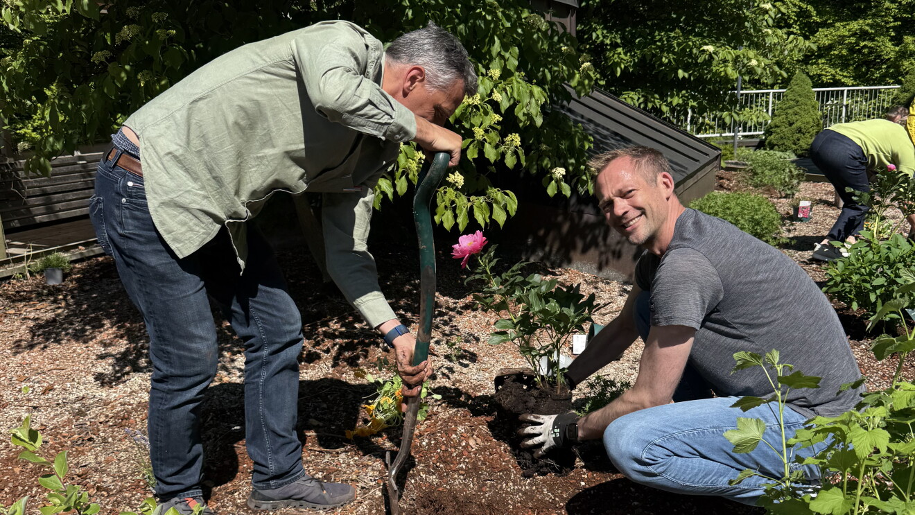 Two men gardening together in a sunny outdoor area volunteers in Germany