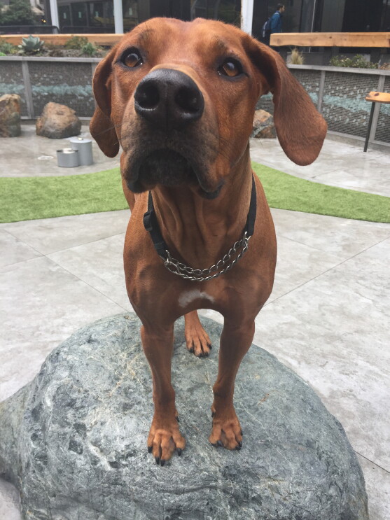 Dogs of Amazon - at dog park 