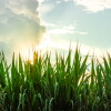 agritech