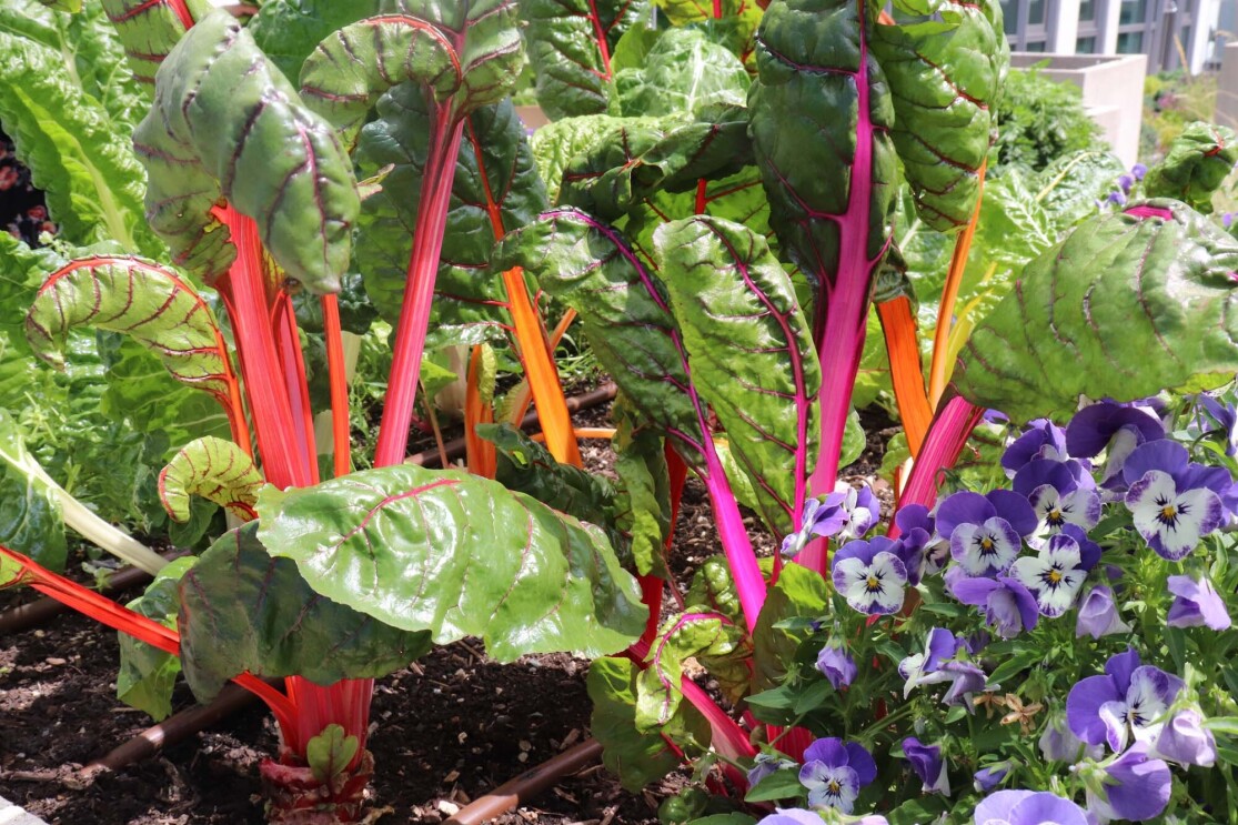 Amazon's rooftop organic vegetable garden, providing the harvest to FareStart restaurant