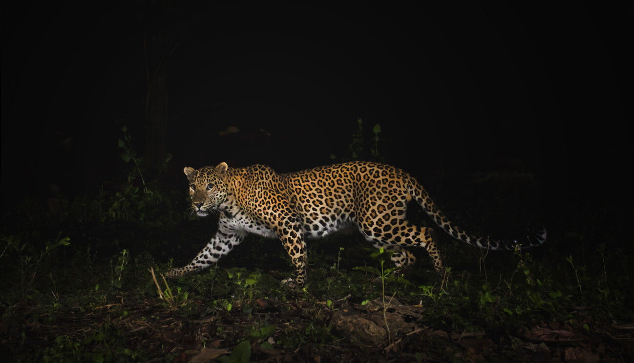 Wildlife in India