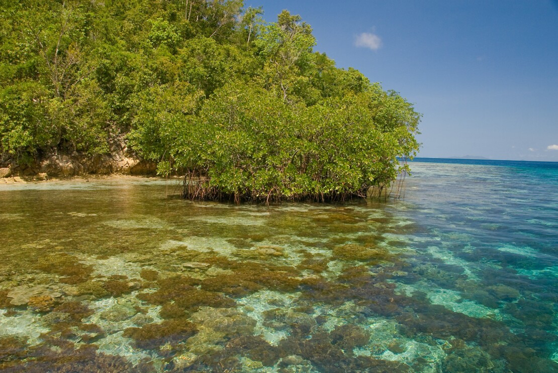 Mangroves on Mansuar Island.