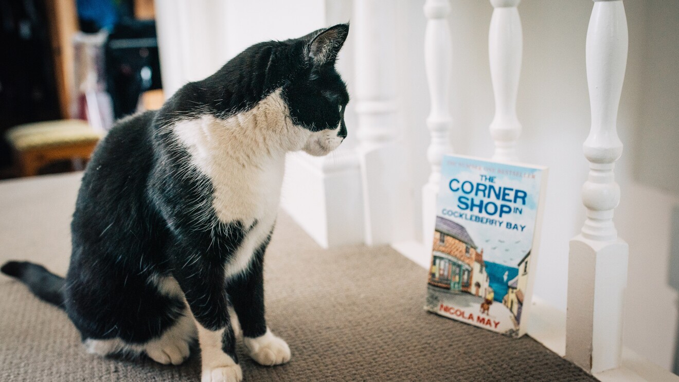 Nicola May's cat Stan with her book The Corner Shop in Cockleberry Bay