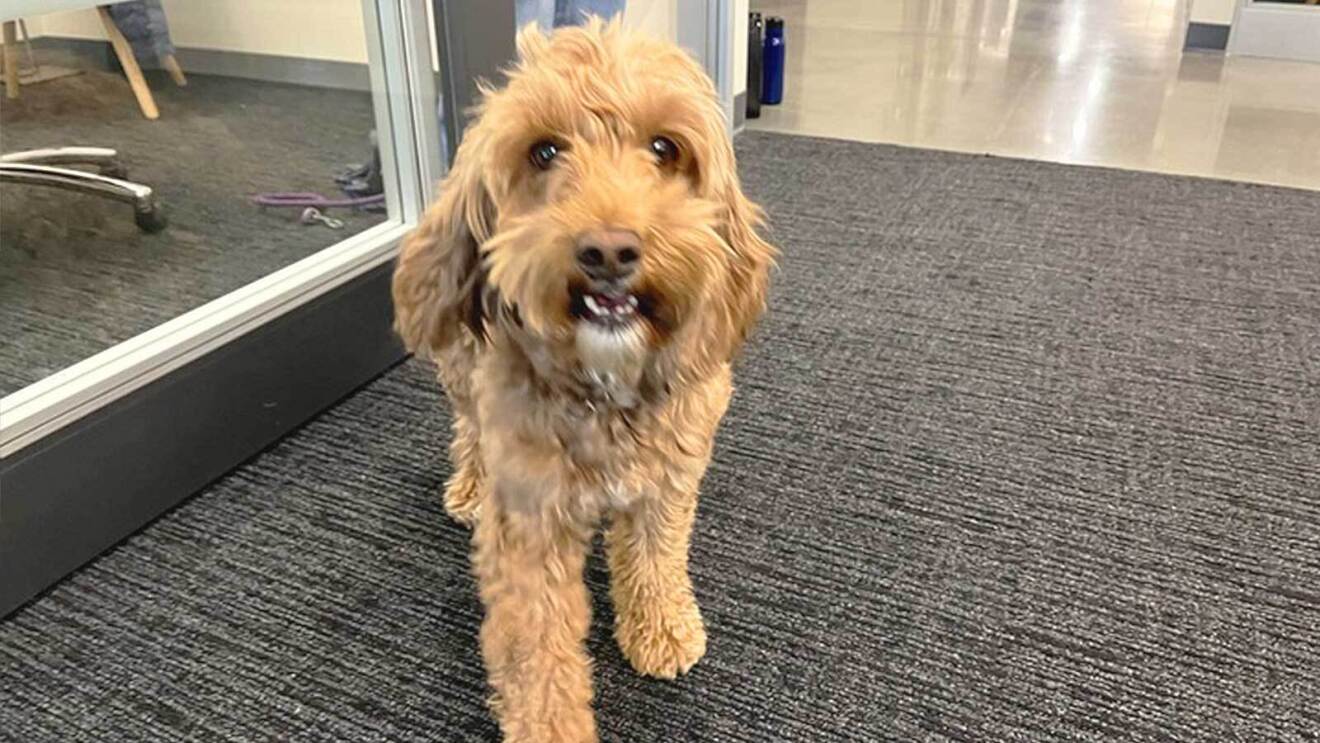 An image of  a large, light tan dog with curly hair at an Amazon office.