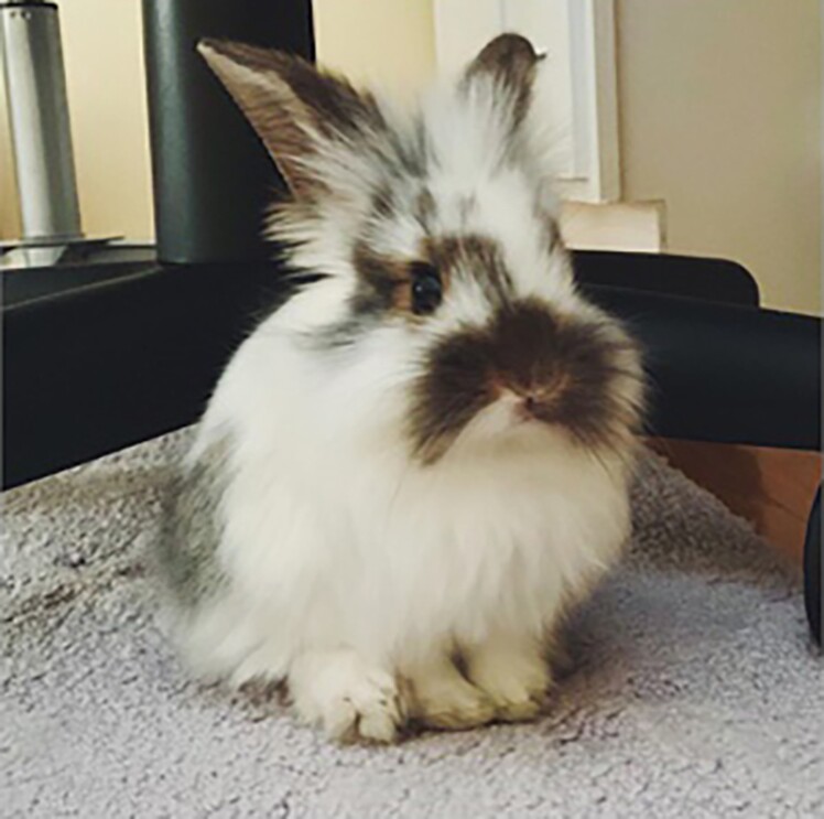 A Long-haired rabbit with white and brown fur sits on a rug inside a home.