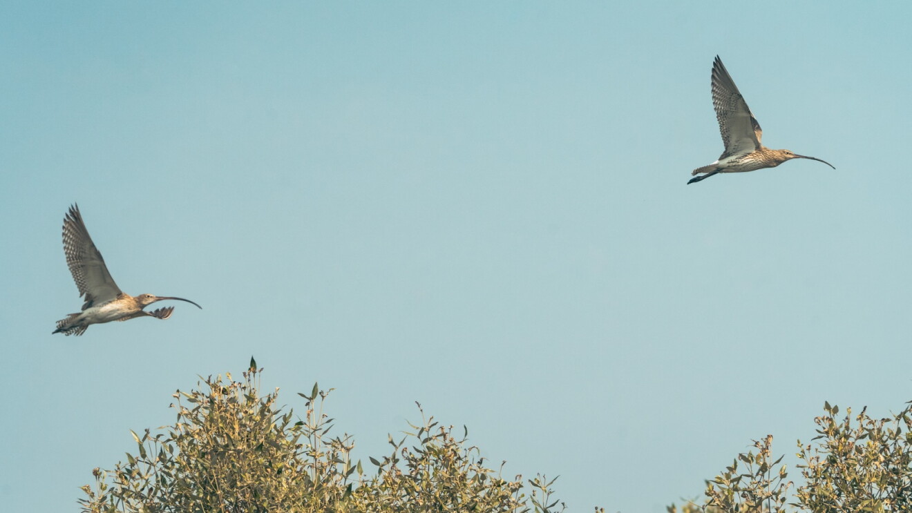 Eurasian Curlew flying above the mangroves