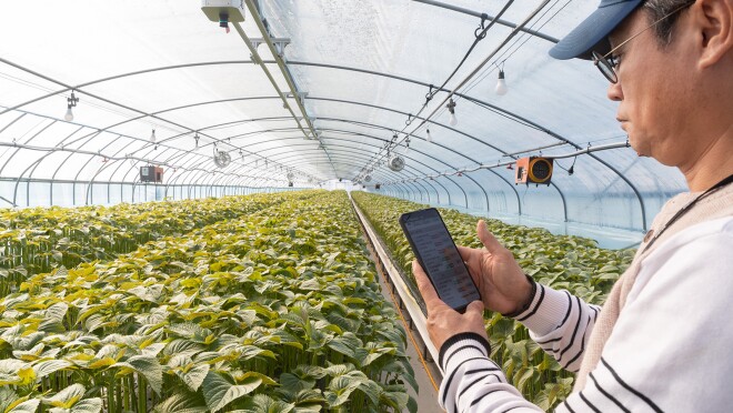 正在种植紫苏的图片。